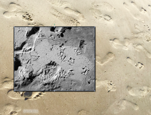 footprints in sand-prior-2016