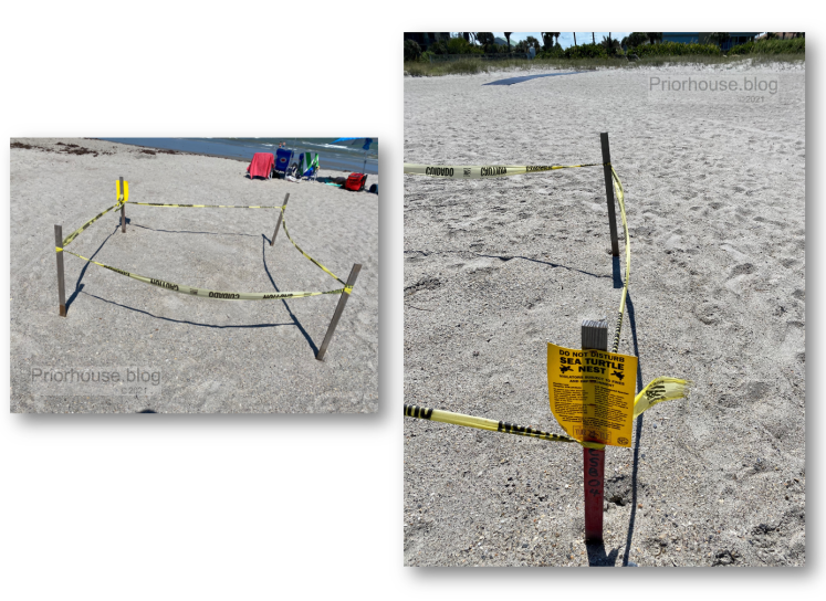 shadow-shade-lens-artist-june-2021- sea turtle nest taped off