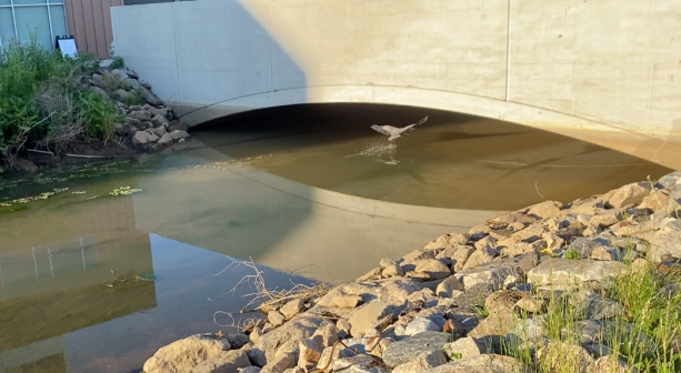 walk- canal RVA looking at bird under bridge